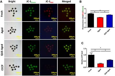 Quercetin protects porcine oocytes from in vitro aging by reducing oxidative stress and maintaining the mitochondrial functions